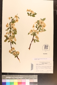 Malus angustifolia image