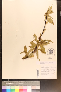 Prunus persica image