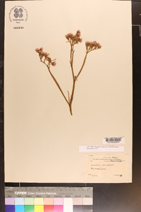 Limonium macrophyllum image
