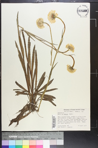 Helenium vernale image