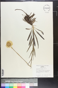 Helenium vernale image