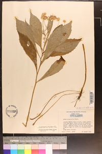 Oclemena acuminata image