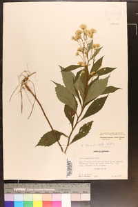 Oclemena acuminata image