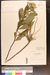 Oclemena acuminata image