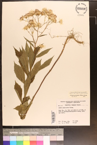 Oclemena acuminata image