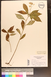 Oclemena acuminata image