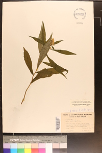 Oclemena acuminata image