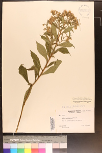 Oclemena acuminata image