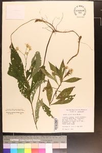 Oclemena acuminata image