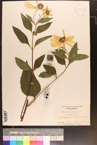 Helianthus tuberosus image