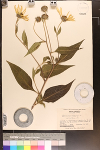 Helianthus tuberosus image