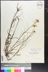 Helianthus angustifolius image