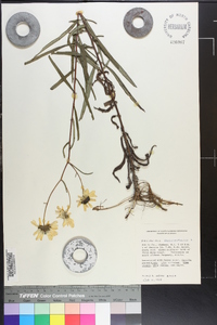 Helianthus angustifolius image