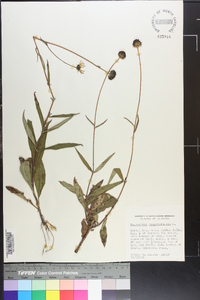 Helianthus angustifolius image