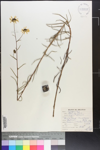 Helianthus angustifolius image