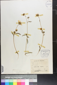 Helianthus angustifolius image
