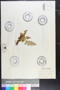 Polystichum lonchitis image