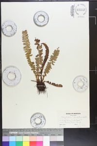 Polystichum lonchitis image