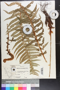 Polystichum andersonii image