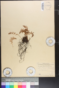 Woodsia ilvensis image