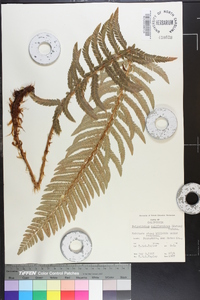 Polystichum californicum image