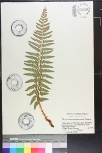 Polystichum andersonii image