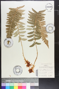 Polystichum californicum image