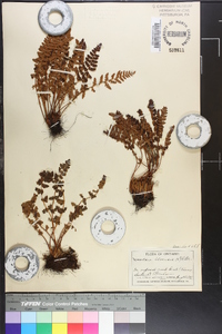 Woodsia ilvensis image