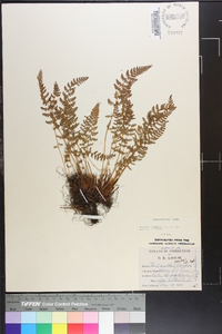 Woodsia ilvensis image