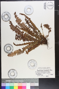 Polystichum lonchitis image