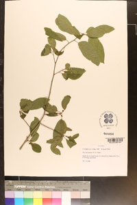 Ilex amelanchier image