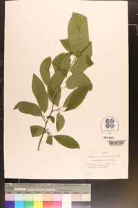 Ilex amelanchier image