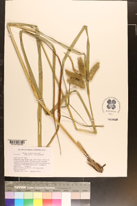 Carex comosa image