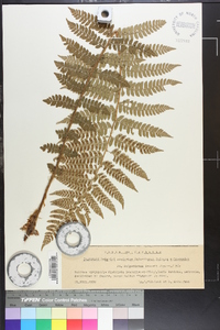 Polystichum braunii image