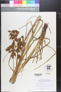 Scirpus atrocinctus image