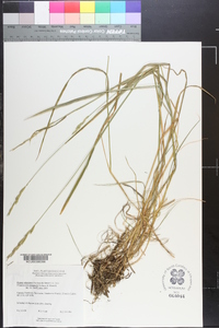 Elymus alaskanus image