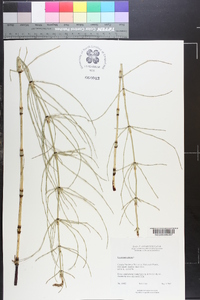 Equisetum palustre image