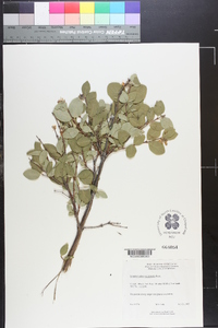 Symphoricarpos occidentalis image