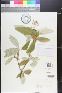 Croton alabamensis image