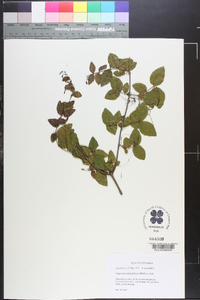 Sageretia minutiflora image