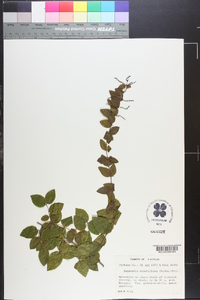 Sageretia minutiflora image