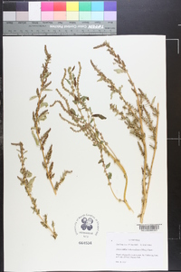 Amaranthus tuberculatus image