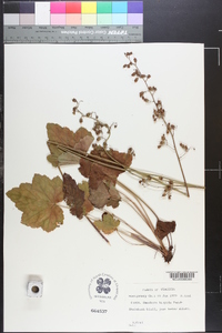 Heuchera americana var. hispida image