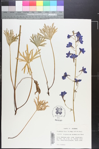 Delphinium alabamicum image