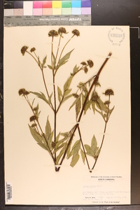 Bidens vulgata image