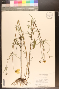 Bidens aristosa image