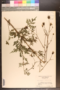 Bidens bipinnata image