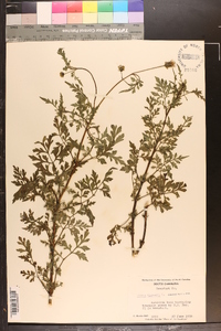 Bidens bipinnata image