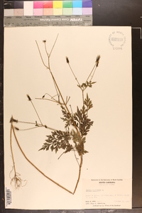 Bidens bipinnata image