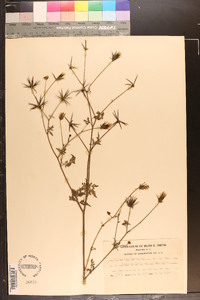 Bidens bipinnata image